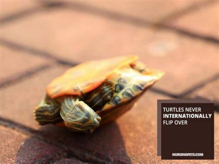 Does it hurt turtles to be upside down?