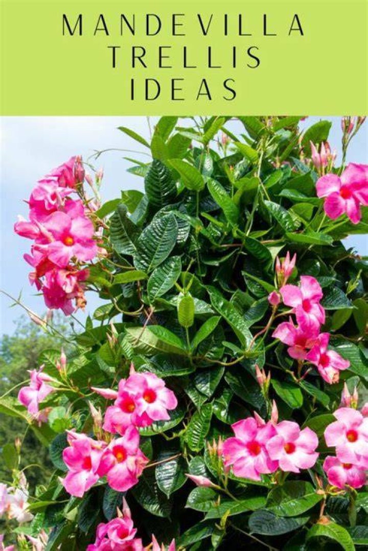 Does Mandevilla need a trellis?