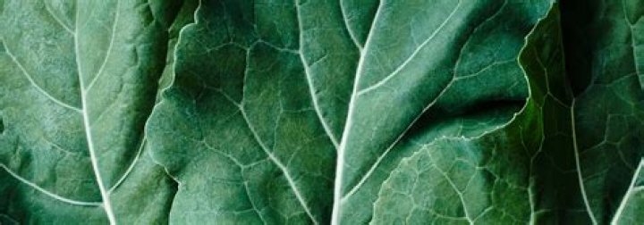 Does Noom work for vegans?