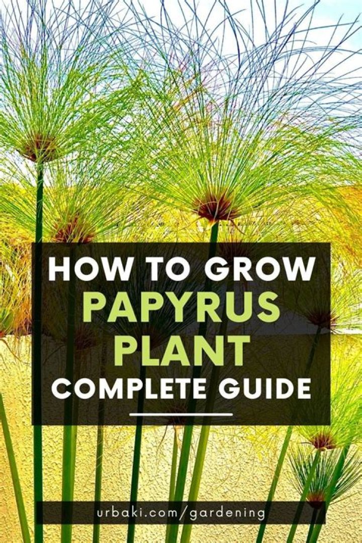 Does papyrus grow in water?