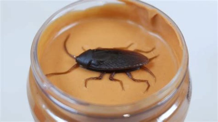 Does peanut butter have bugs in it?