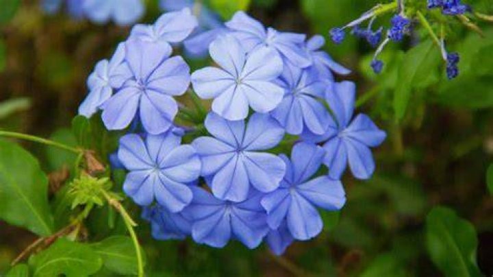 Does plumbago need a lot of water?