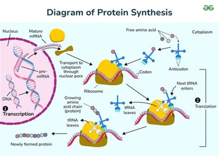Does protein synthesis help lose weight?