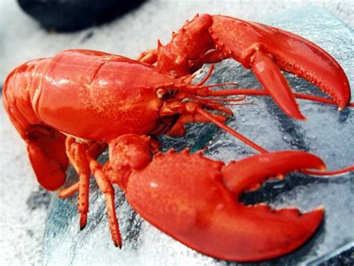 Does Red Lobster use real lobster?