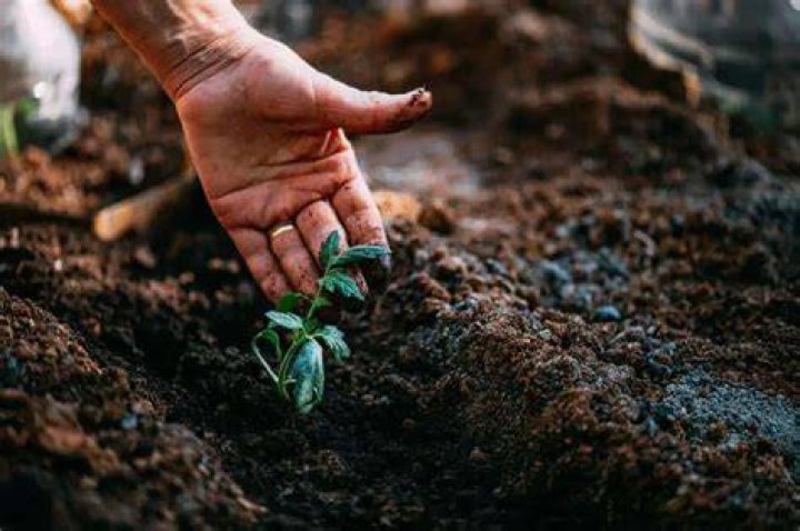 Does sterilizing soil remove nutrients?