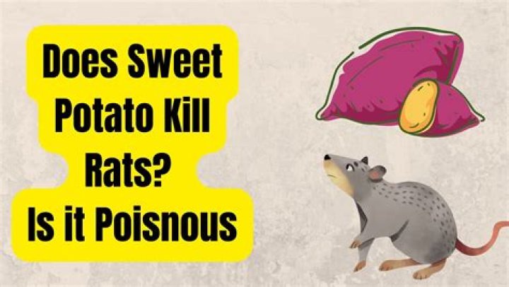 Does sweet potato kill rats?