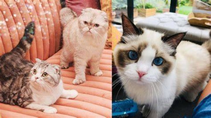 Does Taylor regret cats?