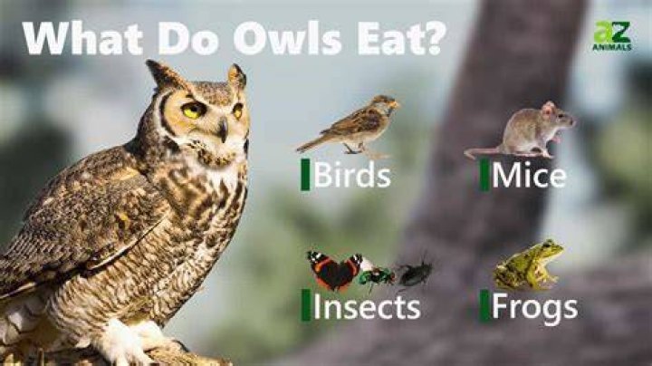 Does the owl diet work?