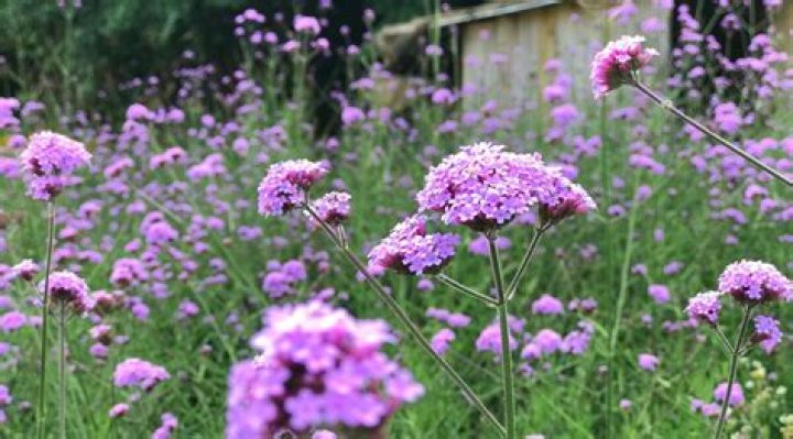 Does verbena reseed itself?
