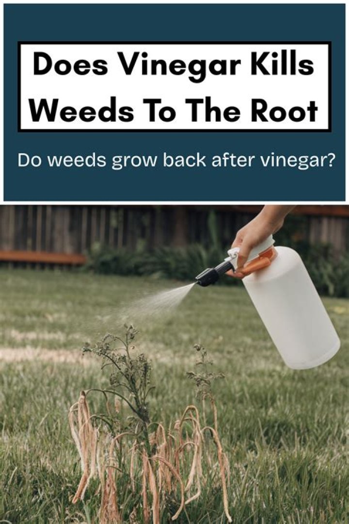Does vinegar kill weeds to the root?