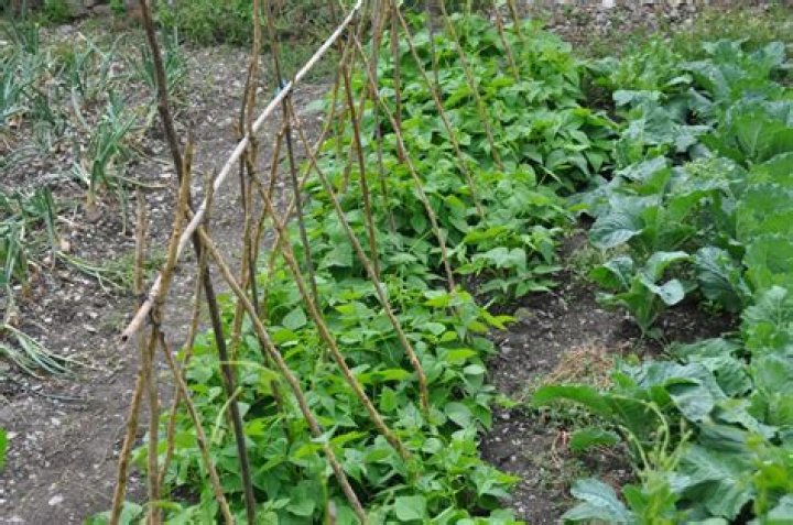 Est-ce que les haricots verts sont des légumes ?