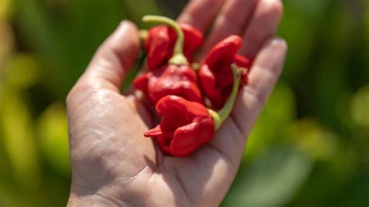 Has anyone died from eating peppers?
