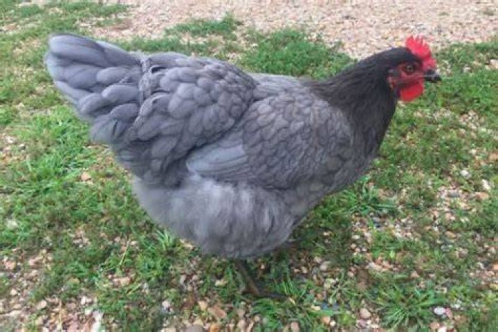 How big do sapphire gem chickens get?