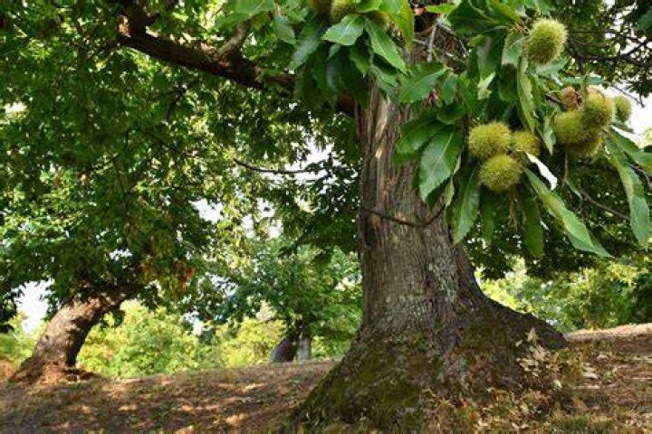 How big does a chestnut tree get?
