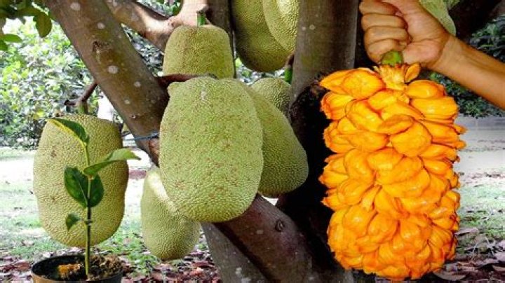 How big is a jackfruit tree?