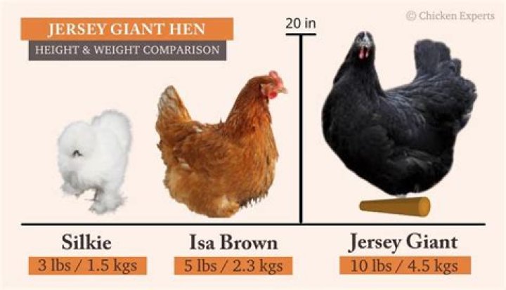 How big is a Jersey giant chicken?