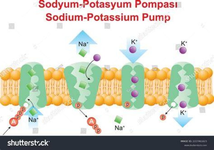 How can I flush sodium out of my system fast?