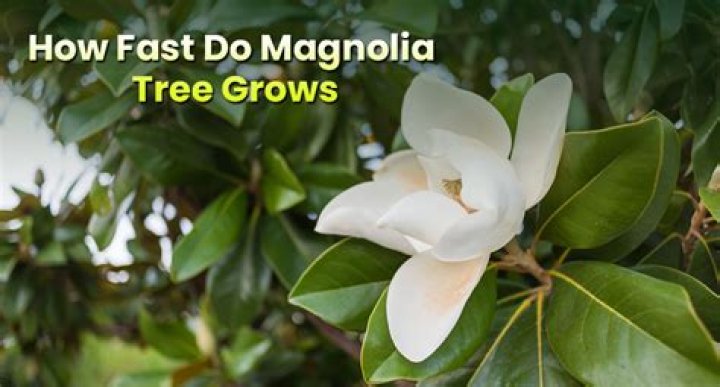 How can I make my magnolia tree grow faster?