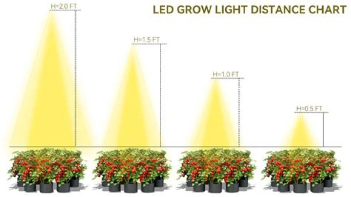 How close should HPS light be to plants?