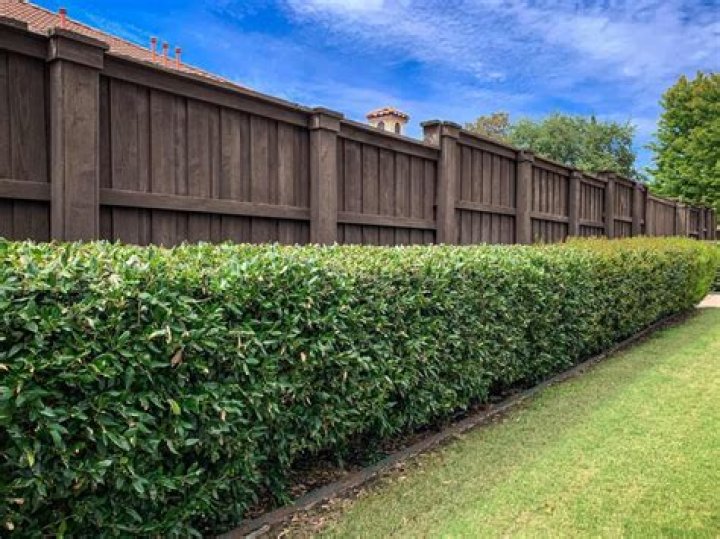 How close to a boundary can I plant a hedge?
