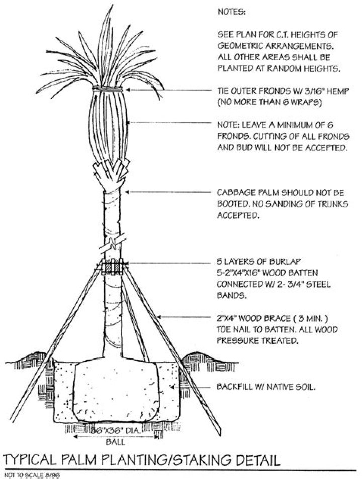 How close to the house can I plant a palm tree?