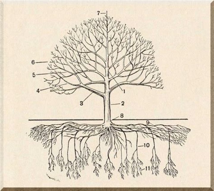 How deep are the roots of redwood trees?
