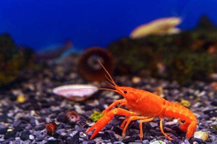 How did crayfish get to Hawaii?