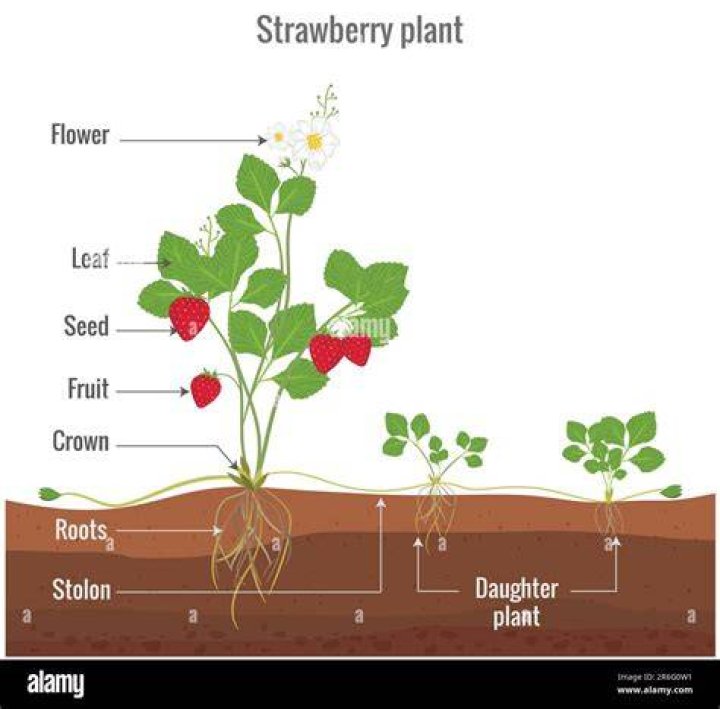 How do fresas talk?