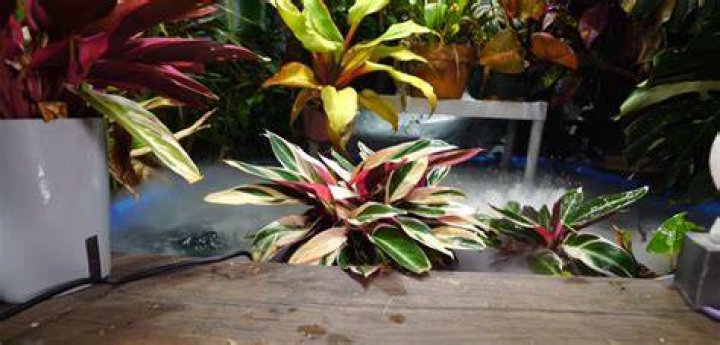How do I get more pink in Stromanthe Triostar?