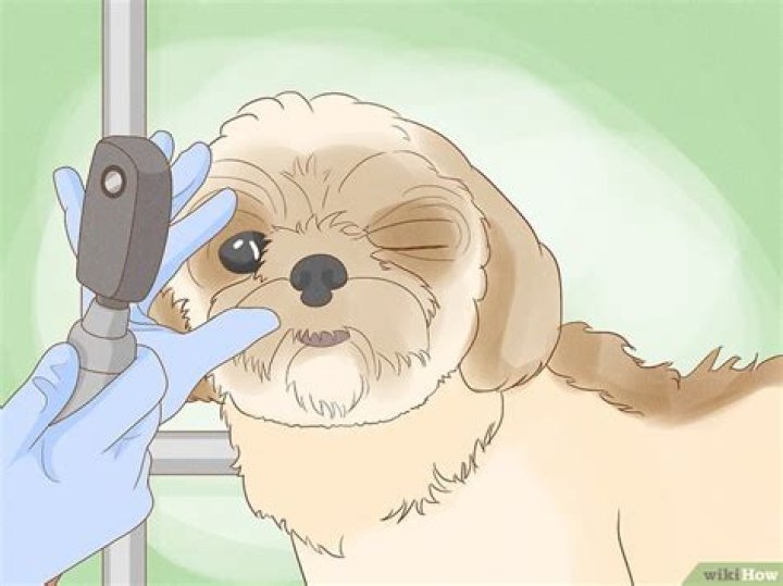 How do I get rid of my dogs eyelid growth?