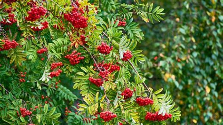 How do I identify a tree with red berries?