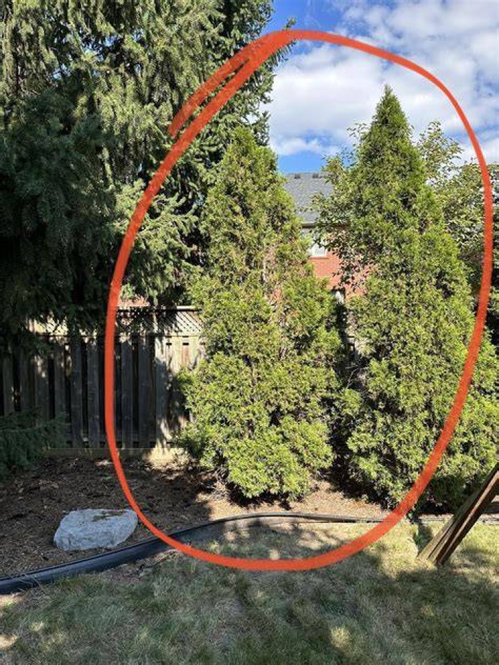 How do I keep my cedars from fading? Archives | PopularAsk.net