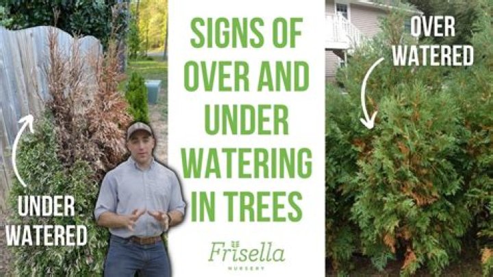 How do I know if my arborvitae is overwatered?