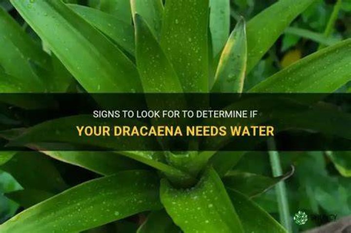 How do I know if my dracaena needs water?