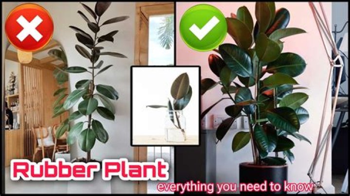 How do I make my rubber tree bushy? Archives | PopularAsk.net