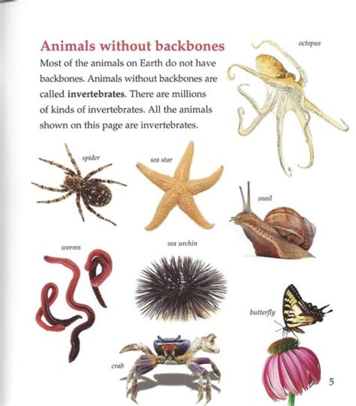 How do I make sure my fish has no bones?