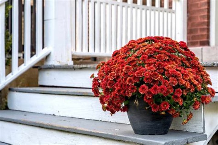 How do I save my potted mums for next year?