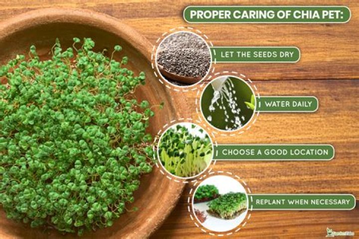 How do I use chia seeds in my Chia Pet?