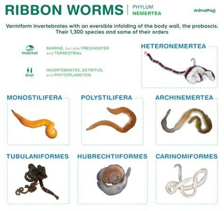 How do ribbon worms recover if they are hurt or bitten?
