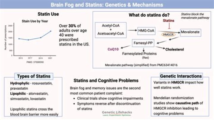 How do statins affect the brain?
