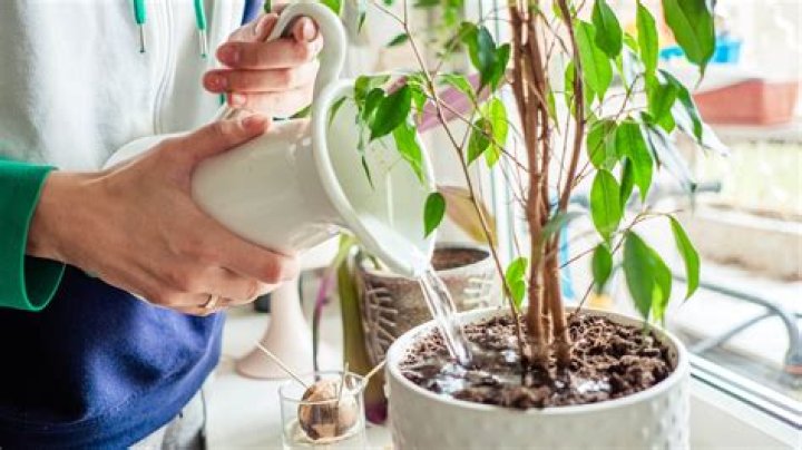 How do you dry out an overwatered plant?