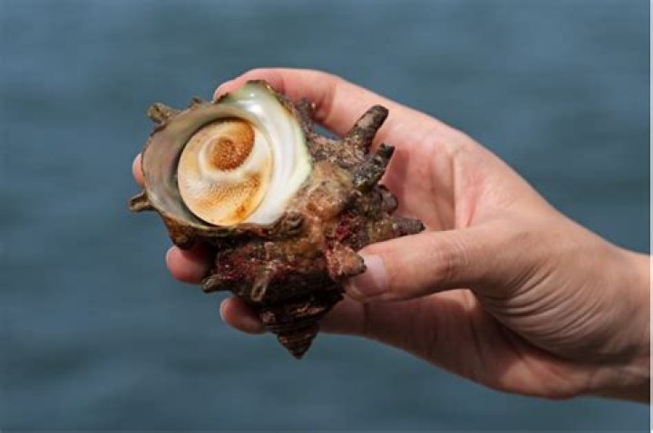 How do you eat a turban shell?