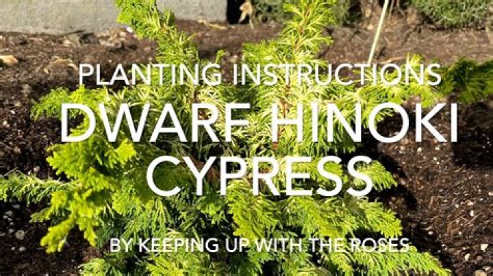 How do you fertilize a cypress tree?