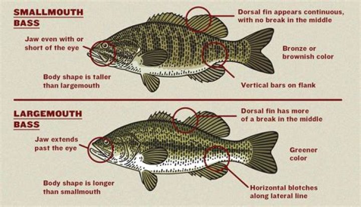 How do you fish for smallmouth bass?