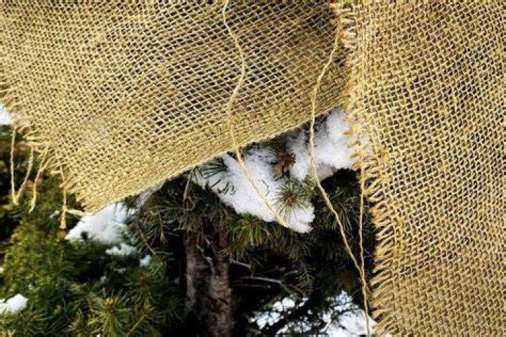 How do you flatten burlap?