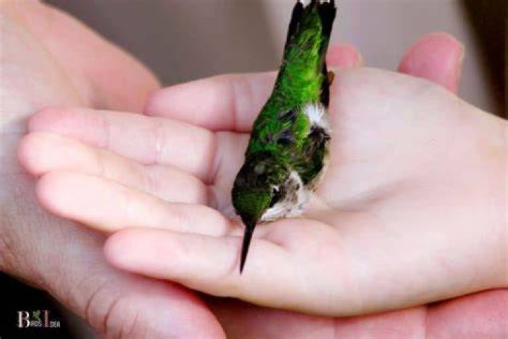 How do you get a hummingbird to trust you?