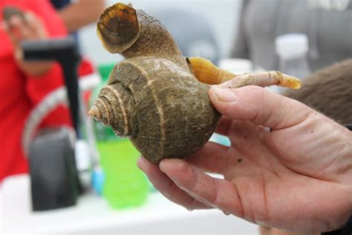 How do you get a whelk out of its shell?