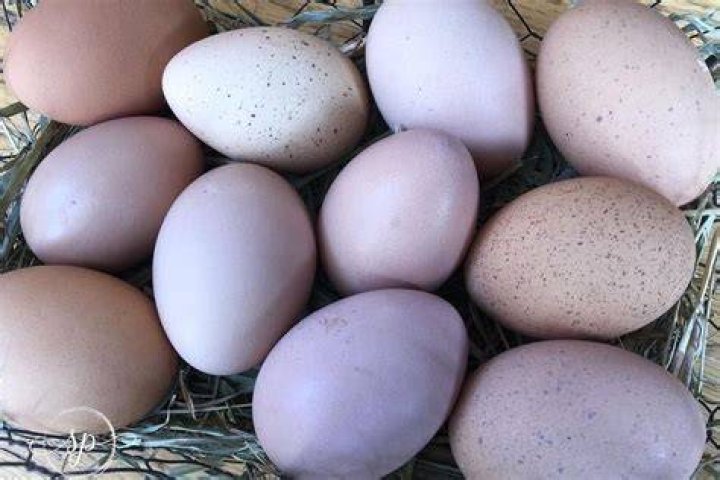 How do you get purple chicken eggs?