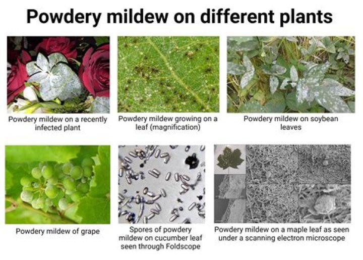 How do you get rid of powdery mildew on Kalanchoe?