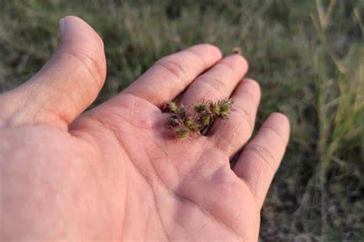 How do you get rid of Prickers in your yard?